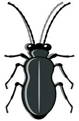 Grey bug against white background