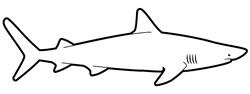 Side view of shark