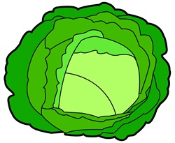 Green cabbage on white background