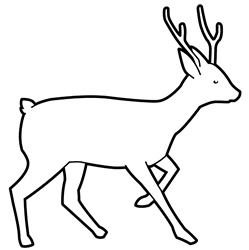 Deer on white background