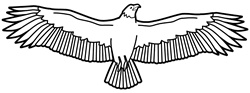 Flying eagle on white background