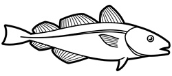 Fish on white background