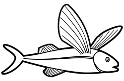 Flying fish on white background