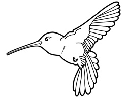 Hummingbird on white background