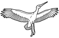 Flying stork on white background